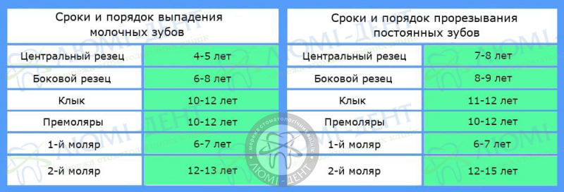 Порядок смены молочных зубов фото Киев Люми-Дент