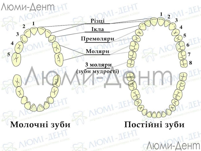 Як росте зуб мудрості фото Люмі-Дент