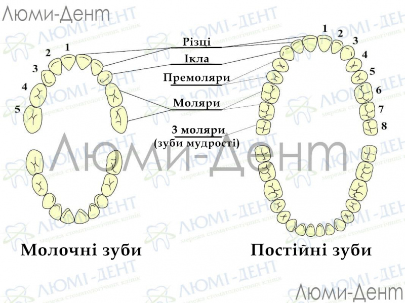 Як зрозуміти що лізе зуб мудрості фото ЛюміДент
