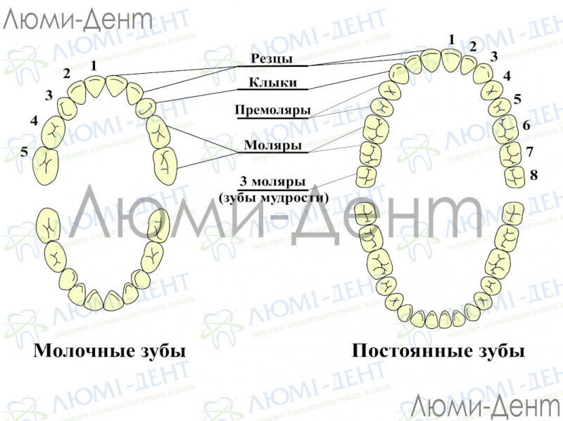 Как понять что лезет зуб мудрости фото Люми-Дент