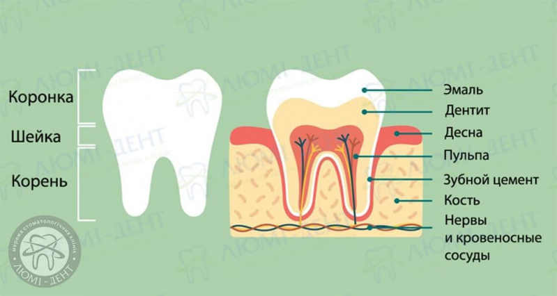 Зубной нерв фото ЛюмиДент