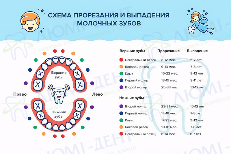 Инфографика выпадения молочных зубов у детей Инфографика выпадения молочных зубов у детей
