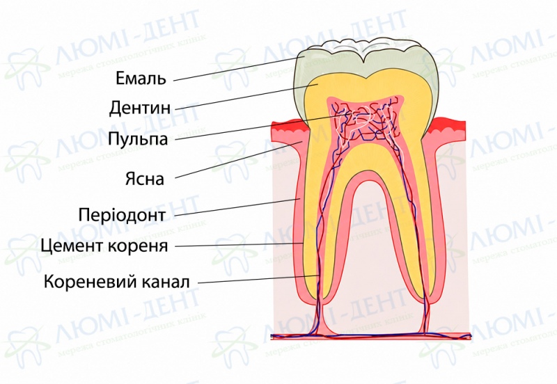 Структура зуба Відновлення емалі зубів фото Люмі-Дент