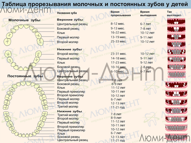 Есть ли нервы в молочных зубах фото ЛюмиДент