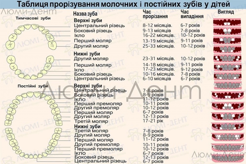 чи є нерви в молочних зубах фото Люмі-Дент