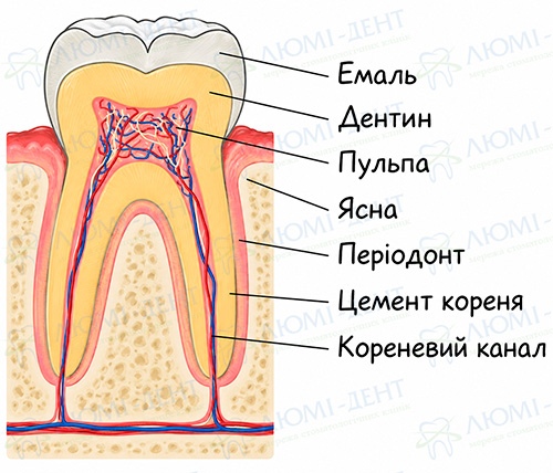 Будова зуба і оточуючих його тканин Як укріпити зуб який хитається фото Люмі-Дент