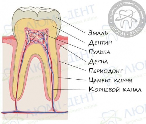 Шатается зуб фото Люми-Дент