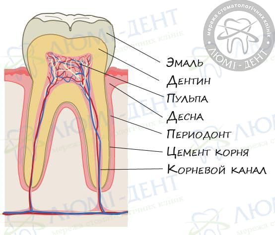 Шатаются зубы: причины и методы лечения