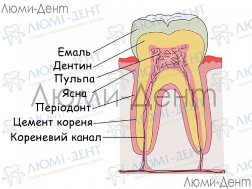 Як укріпити зуб який хитається фото Люмі-Дент