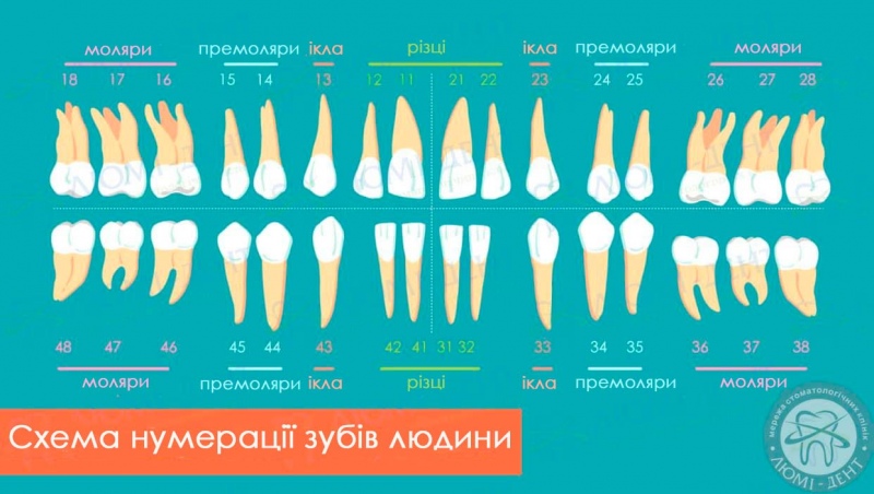 Кількість коренів в зубах фото ЛюміДент