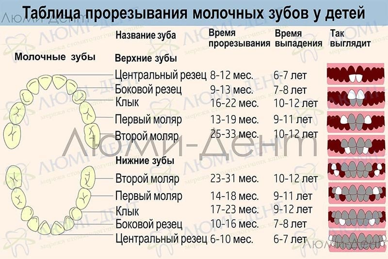 Сроки прорезывания молочных зубов Люми-Дент