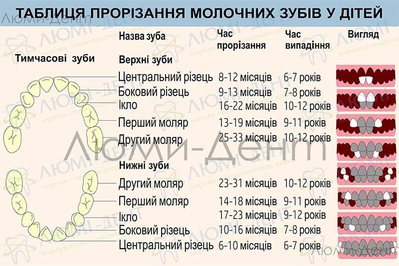 Терміни прорізування зубів фото Люмі-Дент