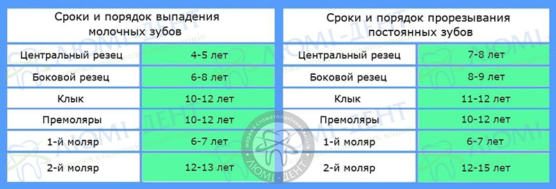 Порядок смены молочных зубов фото Киев Люми-Дент