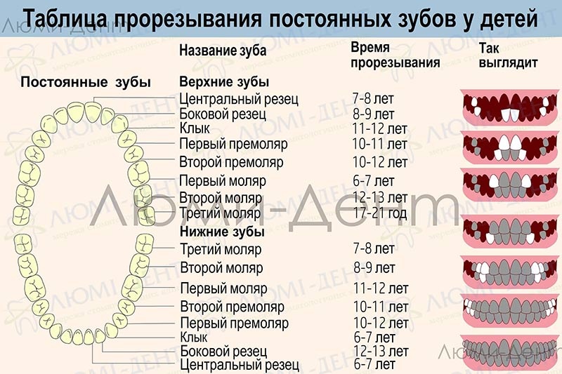 Сроки смены молочных зубов на постоянные Люми-Дент