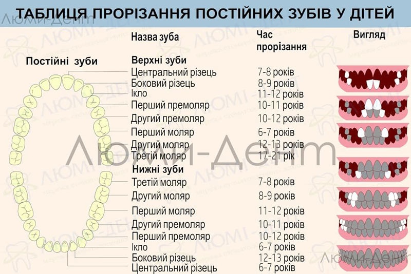 Прорізування постійних зубів у дітей симптоми фото Люмі-Дент