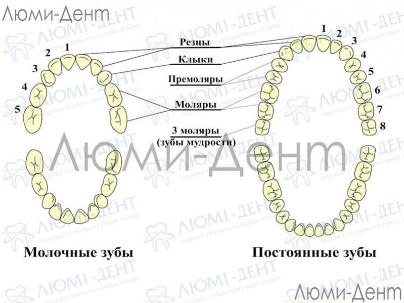 Схема молочного и постоянного прикуса Зубы мудрости фото Люми-Дент