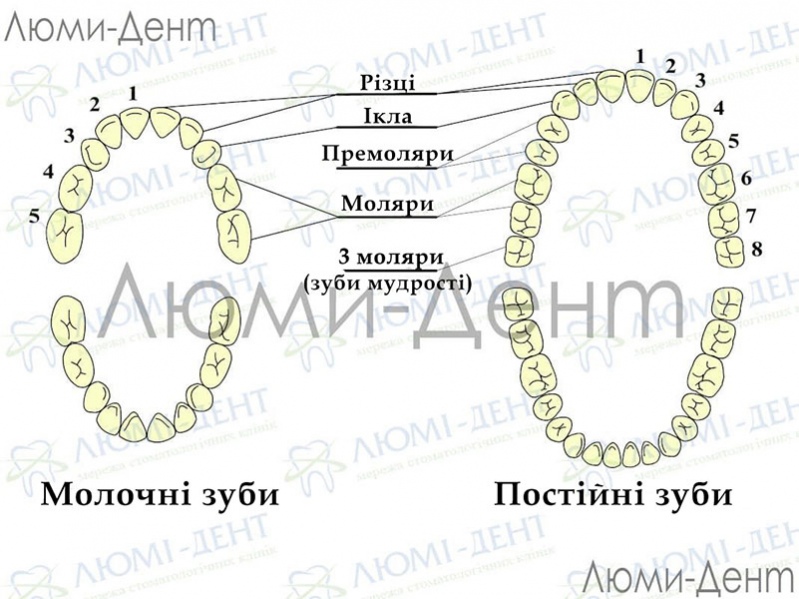 Зуб мудрості фото Люмі-Дент