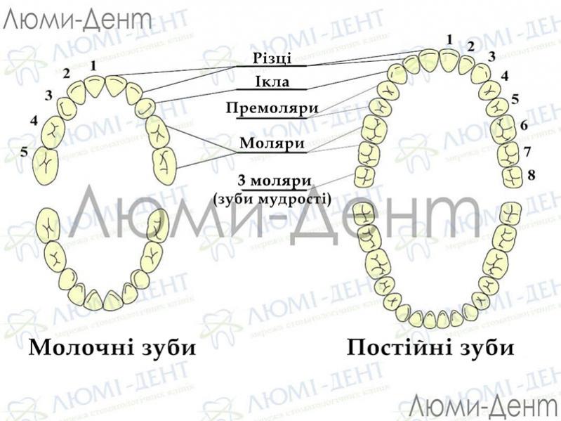 Зуб мудрості фото Люмі-Дент