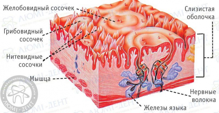 как снять воспаление языка фото ЛюмиДент