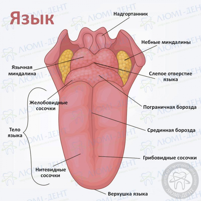 отек язык фото ЛюмиДент