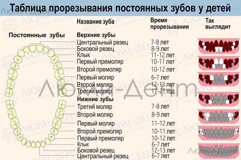 Сроки смены молочных зубов на постоянные Люми-Дент