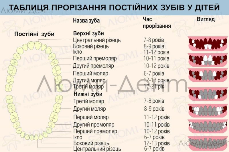 Терміни зміни молочних зубів на постійні Люмі-Дент