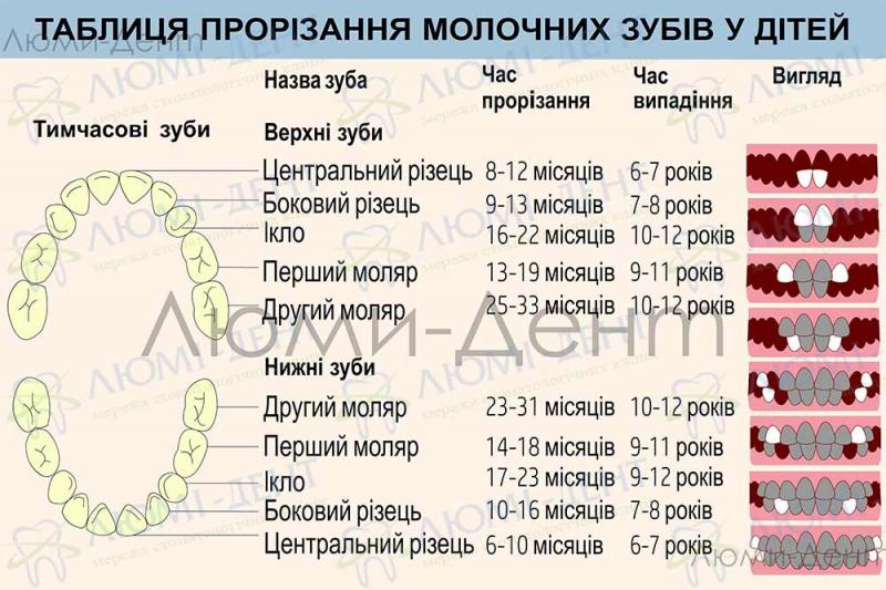 Таблиця прорізування постійних зубів Видалення молочних зубів фото Люмі-Дент
