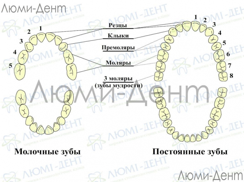 Зубы мудрости фото Люми-Дент